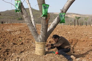 大樹移栽圖冊 園林綠化工程施工指南